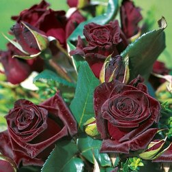 ����  ���� �����-��������� ���� �������, ������ �� 499 ���