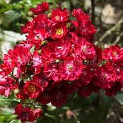 ����  ���� ����������� ��������, ������ �� 619 ���