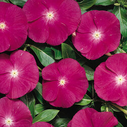 ����  ���������� ������� ��������� (1��-100��) ���������������� ������, ������ �� 272 ���