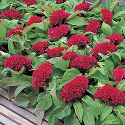 ����  ������� ����������� ����� ��� (1��-1000��) ���������������� ������, ������ �� 1040 ���