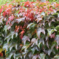 ����  �������� ��������������� �����, ������ �� 994 ���