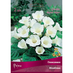 ����  ��������� �������, ������ �� 442 ���