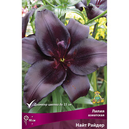 ����  ����� ��������� ���� ������ (2 ��.), ������ �� 455 ���