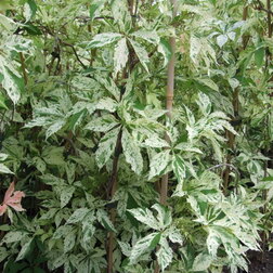 ����  �������� ��������������� ���� ������, ������ �� 994 ���