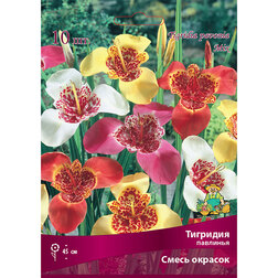 ����  �������� �������� ����� �������, ������ �� 323 ���