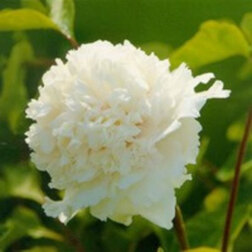 ����  ���� ����������� ����� �������, ������ �� 731 ���