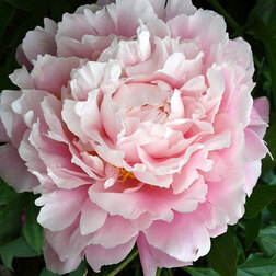 ����  ���� ����������� ������ ����*, ������ �� 833 ���