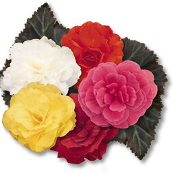 ����  ������� ��������� ������� ����� ���� (1��-100 �����) ���������������� ������, ������ �� 880 ���