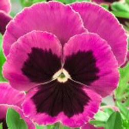 ����  ����� ��������������� �������� ���� ��� ����� (1��-100��) ���������������� ������, ������ �� 576 ���