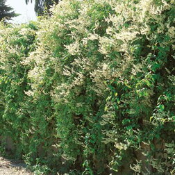 ����  ����� �������, ������ �� 680 ���