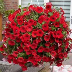 ����  ������� ��������� ����� ��� (1��-250�����) ���������������� ������, ������ �� 7040 ���