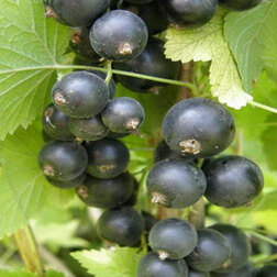 ����  ��������� ������ �������, ������ �� 259 ���