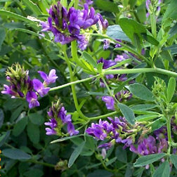 ����  ������� ���������� ���� (1��-100��), ������ �� 136 ���