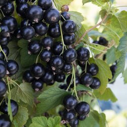 ����  ��������� ������ �������, ������ �� 259 ���