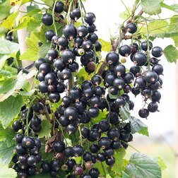 ����  ������� ��������� �������� (������), ������ �� 259 ���