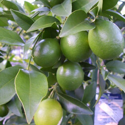 ����  ��������� (��������), ������ �� 1411 ���