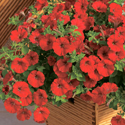 ����  ������� ���������� ��������� ��� (1��-100�����) ���������������� ������, ������ �� 528 ���