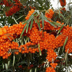 ����  �������� ��������� (��� �������), ������ �� 369 ���