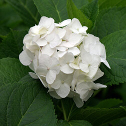 ����  ��������� �������������� ���� �����, ������ �� 612 ���