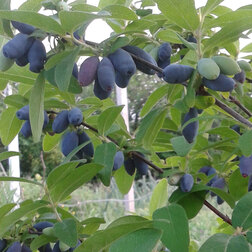 ����  ������� ��������� ��������� ���������� �������, ������ �� 349 ���