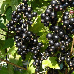 ����  ��������� ������ ��������, ������ �� 249 ���