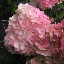 ����  ��������� ����������� ������ �����, ������ �� 578 ���