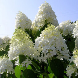 ����  ��������� ����������� (�����), ������ �� 629 ���