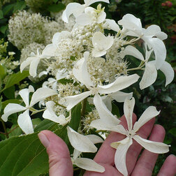 ����  ��������� ����������� (������), ������ �� 629 ���