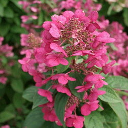 ����  ��������� ����������� �������� ����, ������ �� 629 ���