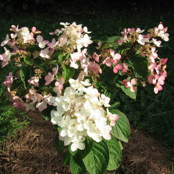 ����  ��������� ����������� ���� �������, ������ �� 612 ���