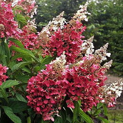 ����  ��������� ����������� ����� �����, ������ �� 629 ���