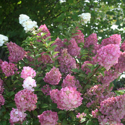 ����  ��������� ����������� ������ �����, ������ �� 629 ���