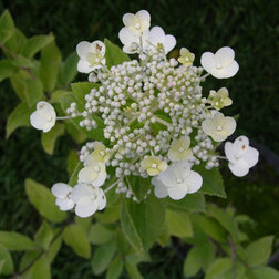 ����  ��������� ����������� �������, ������ �� 612 ���