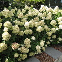 ����  ������� ��������� ������ (�����������), ������ �� 629 ���