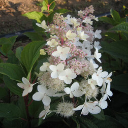 ����  ������� ��������� ���� (�����������), ������ �� 612 ���