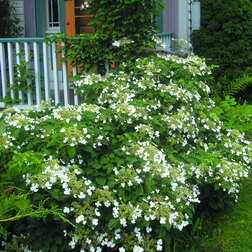 ����  ��������� ��������, ������ �� 850 ���