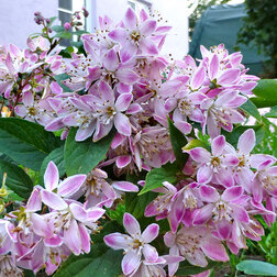 ����  ������ ��������� �������� �����, ������ �� 595 ���