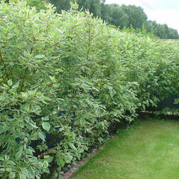 ����  ������� ������ �������� ��������� (�����), ������ �� 416 ���