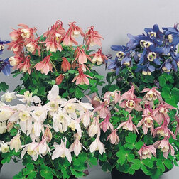 ����  ��������� ����� ���� (1��-100��)���������������� ������, ������ �� 2080 ���