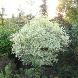 ����  ������� ������ ������������� (�����), ������ �� 442 ���