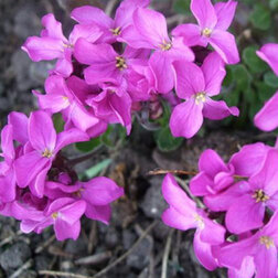 ����  ������ ����������� ���� ������ (1��-250��) ���������������� ������, ������ �� 1360 ���