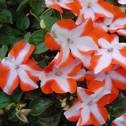 ����  ��������� ������ ����� ����(1��-100��) ���������������� ������, ������ �� 560 ���