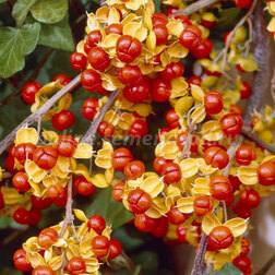 ����  ���������� ������������� �����, ������ �� 850 ���