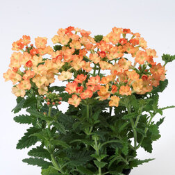 ����  ������� ������ ������� (1��-100��) ���������������� ������, ������ �� 672 ���