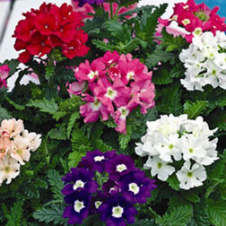 ����  ������� ������� ���� (1��-100��) ���������������� ������, ������ �� 672 ���