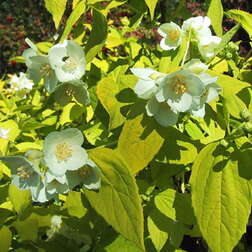 ����  ������� �������� ������� (��������) ������, ������ �� 510 ���