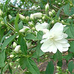 ����  ������ ������� (��������) ������, ������ �� 510 ���