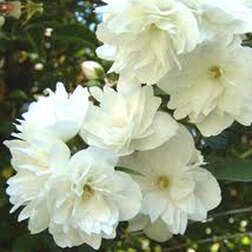 ����  ������ ������� (��������) ¸������, ������ �� 510 ���