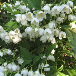 ����  ������ ������� (��������) ����������� (��������� ������), ������ �� 510 ���