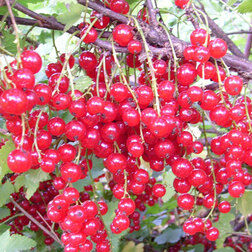 ����  ������� ������� c�������� ����, ������ �� 289 ���